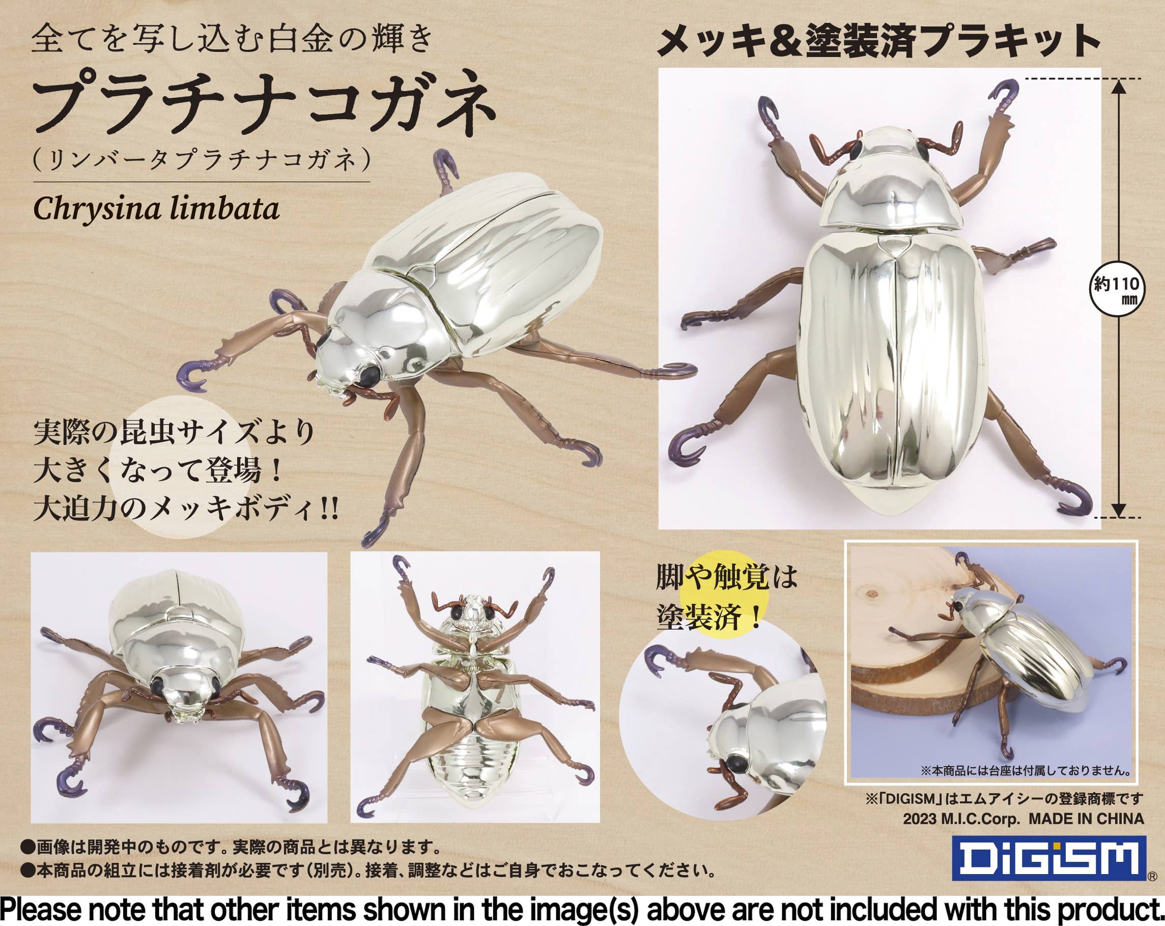 オプティマプラチナコガネ！標本！073 オプティマプラチナコガネ！標本！073