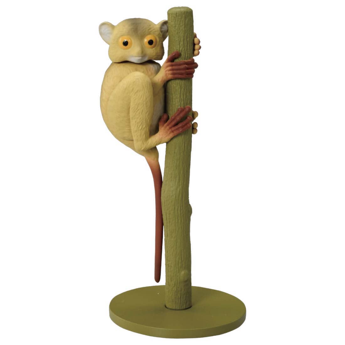 アニア As 27 メガネザル ニシメガネザル