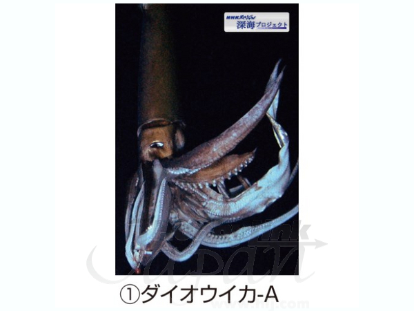 深海プロジェクト/ 3Dポストカード ダイオウイカ A