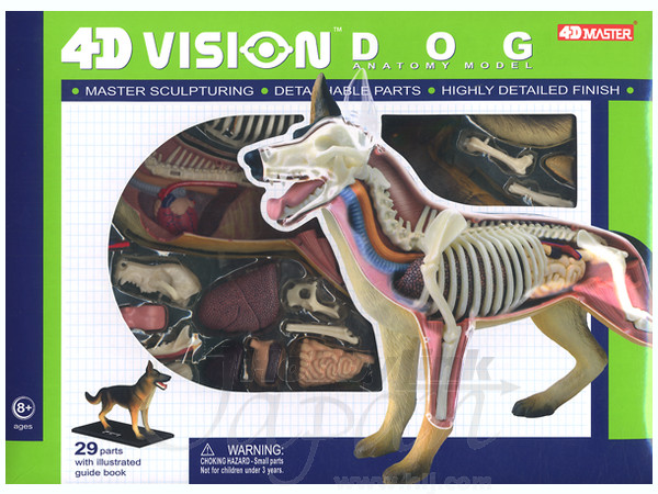 犬解剖モデル