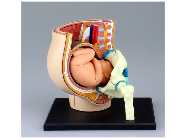 妊娠解剖モデル