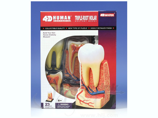 歯根解剖モデル