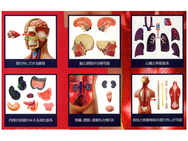 スーパーデラックス 胴体解剖モデル