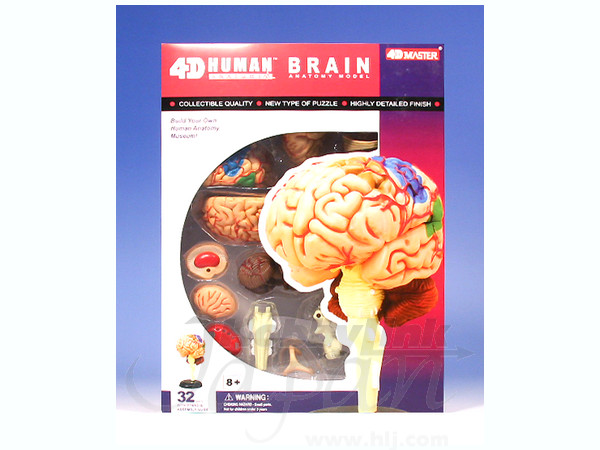 脳解剖モデル