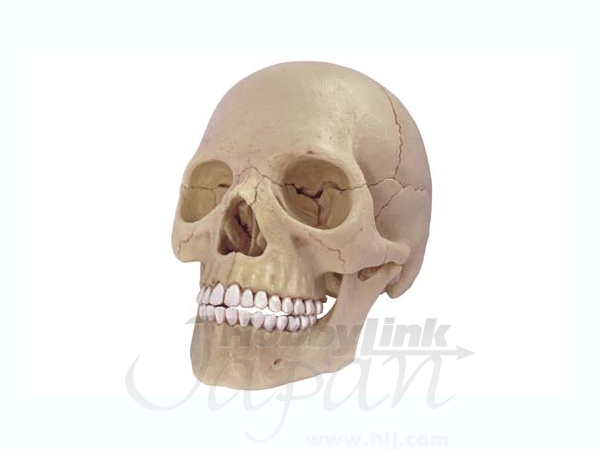 1/2 4D VISION 人体解剖 頭蓋骨解剖モデル