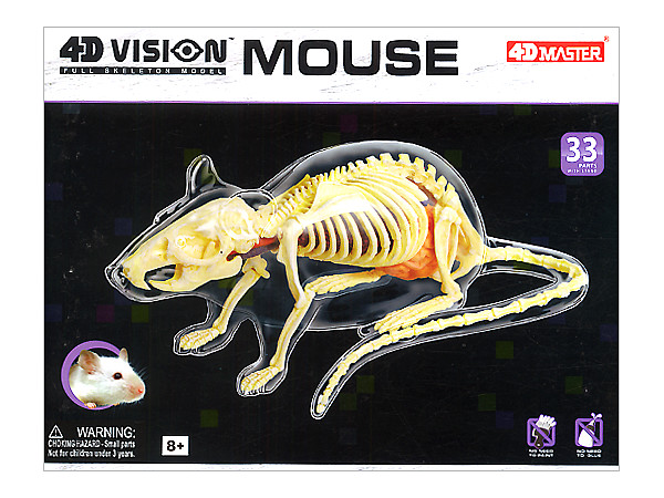ネズミ解剖スケルトンモデル
