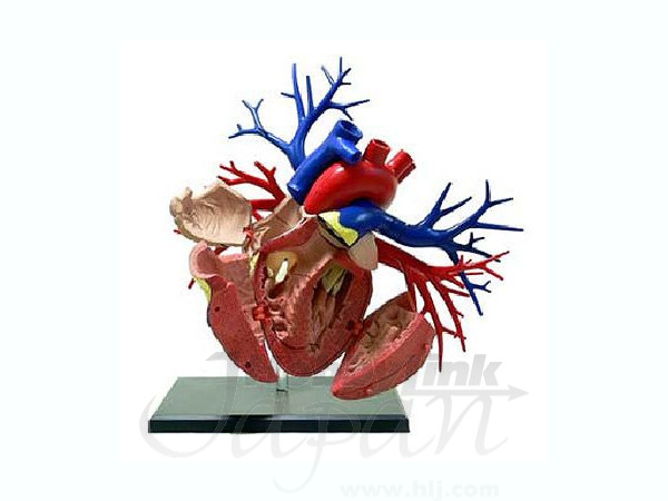 リニューアル DX心臓解剖モデル