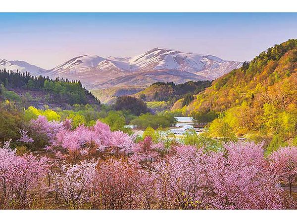 ジグソーパズル: 春茜  月山と大山桜 1000P