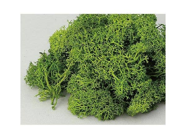 アイスランドモスフレッシュグリーン