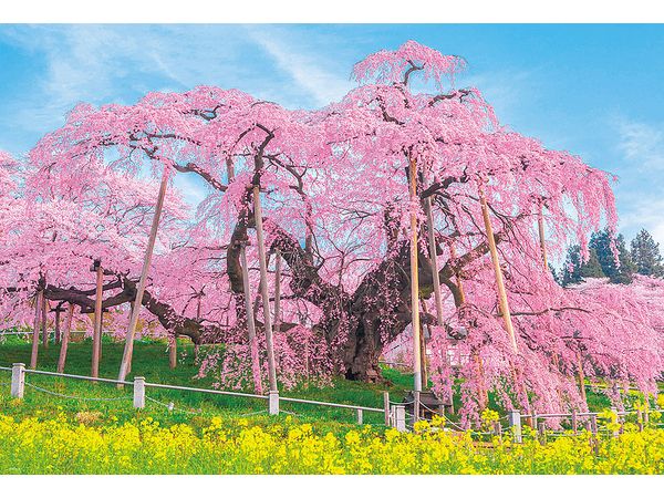 ジグソーパズル: 三春の滝桜 1000P (72 x 49cm)