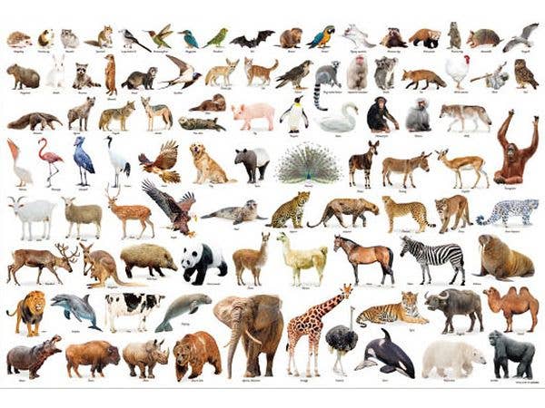 ジグソーパズル しちゃいました! Animal Collection 300ピース (38 x 26cm)