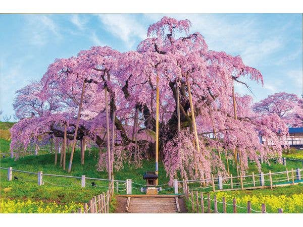ジグソーパズル 風景日本 (桜): 春彩の三春滝桜 1000ピース (72 x 49cm)