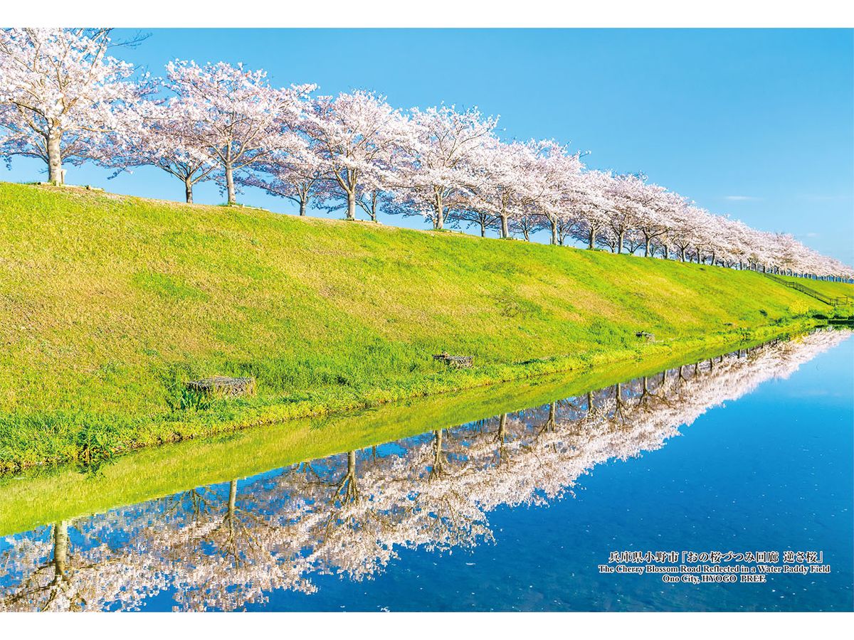 シリーズ・日本の都市91 兵庫県小野市 おの桜づつみ回廊 逆さ桜 300ピース (260 x 380mm)