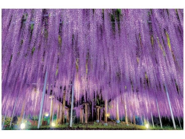ジグソーパズル 西野健太郎 家族の詩 1000ピース (50cm x 75cm