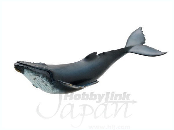 ザトウクジラ