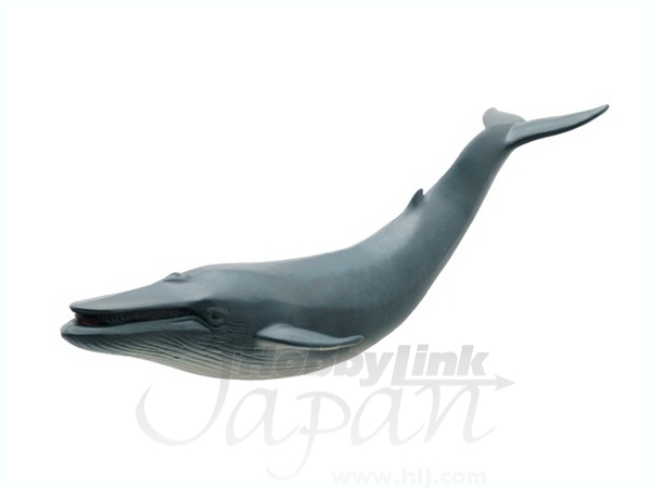 シロナガスクジラ