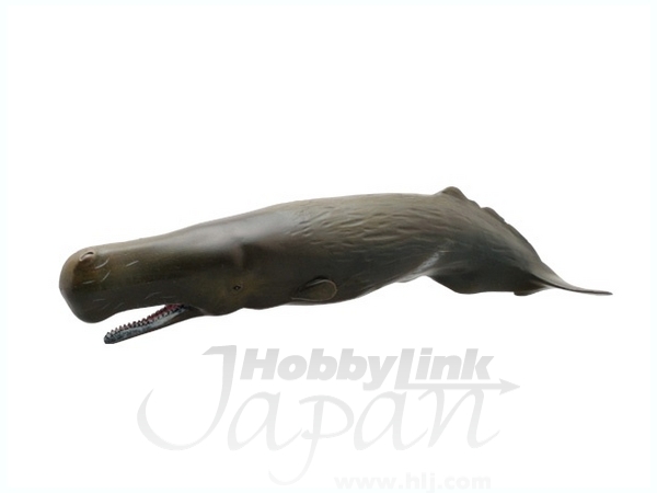 マッコウクジラ