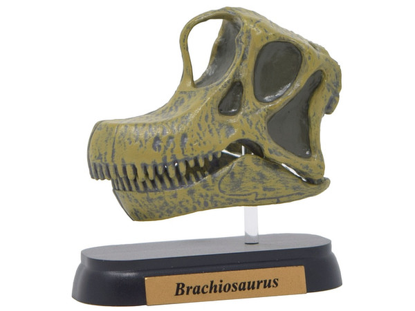 FDW-506 ブラキオサウルス スカル ミニモデル