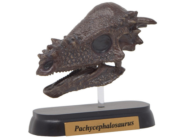 FDW-508 パキケファロサウルス スカル ミニモデル