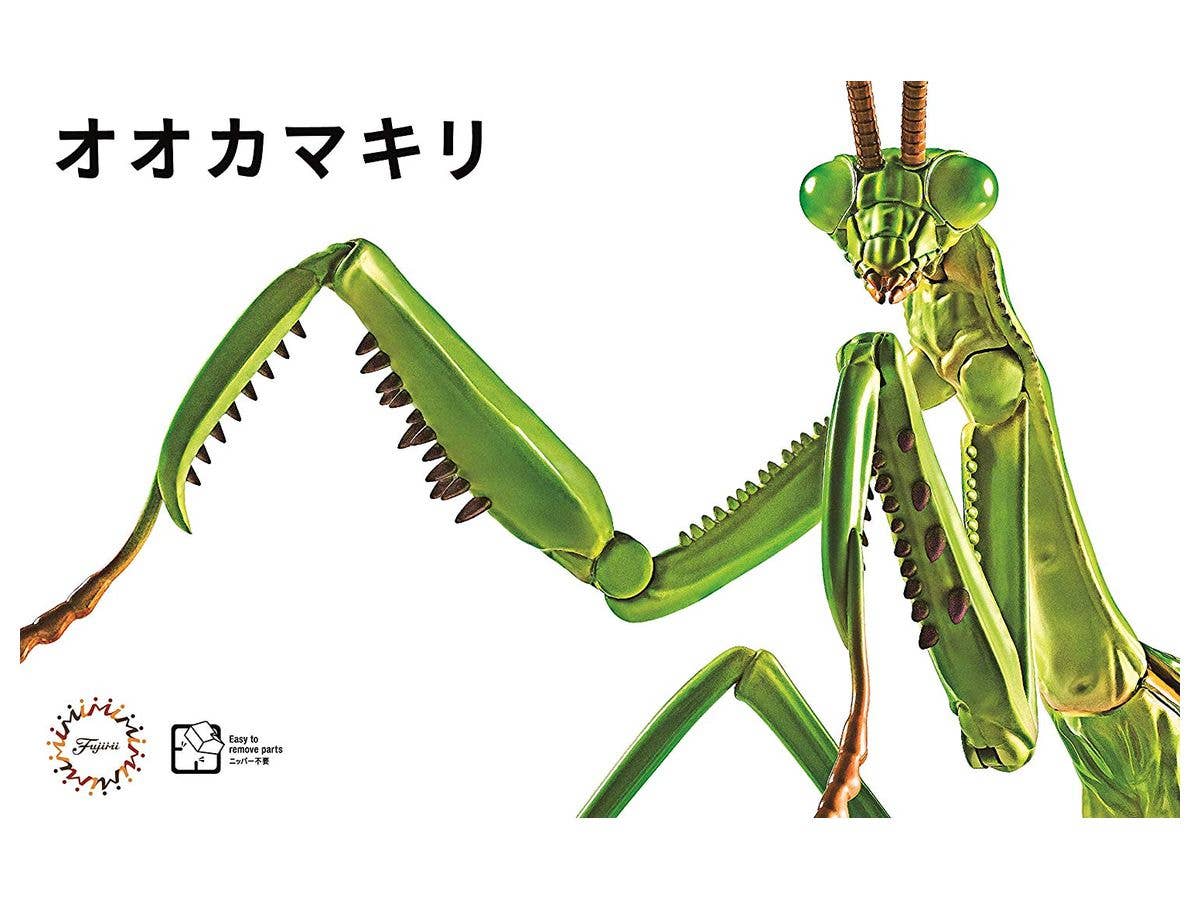 洋書　MANTODEA カマキリ Amazon | カマキリ 虫 祈るカマキリ Tシャツ | Tシャツ