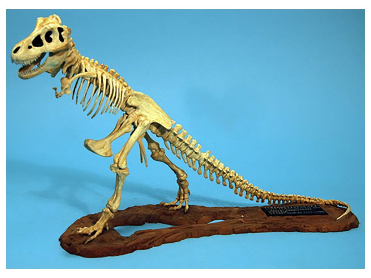 1/24 ティラノサウルス 骨格モデル