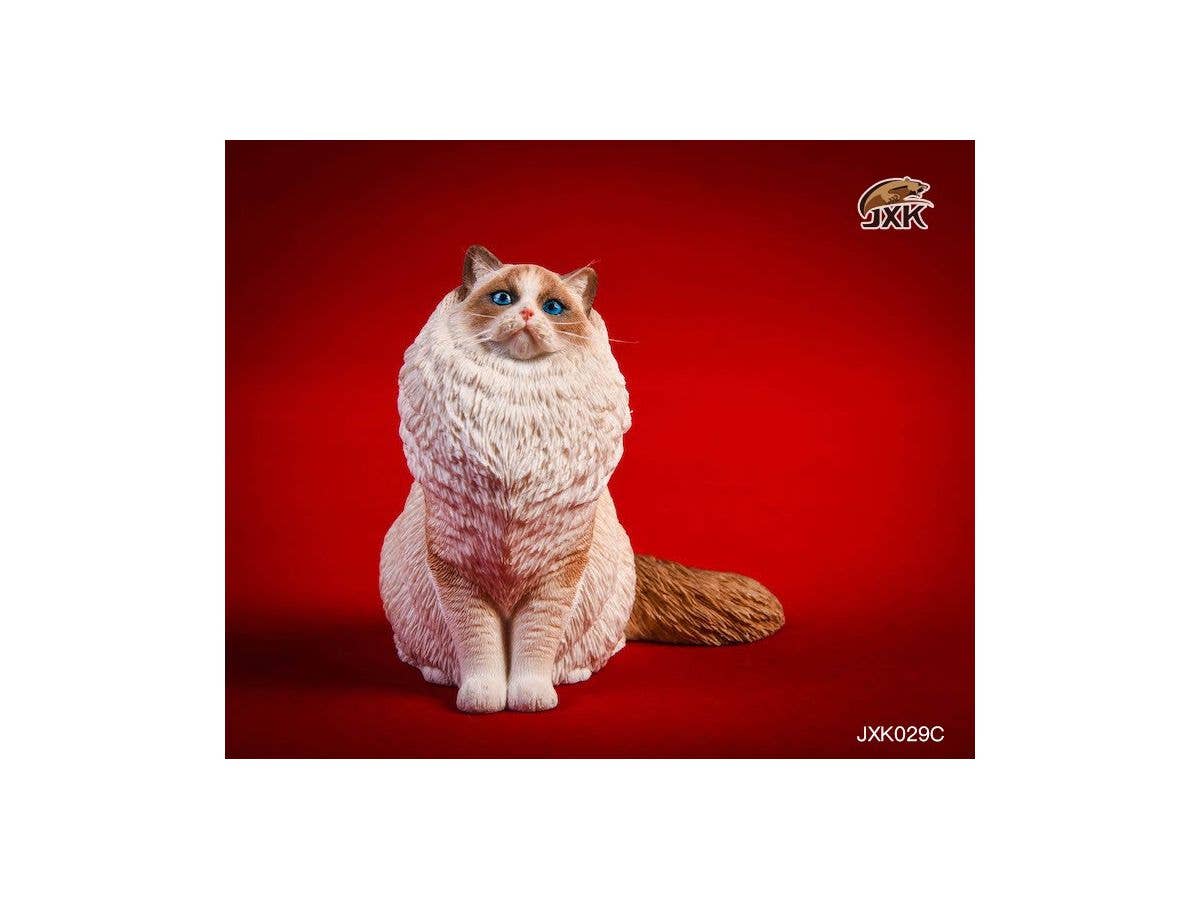 1/6 ラグドール C (Chocolate Bicolor)