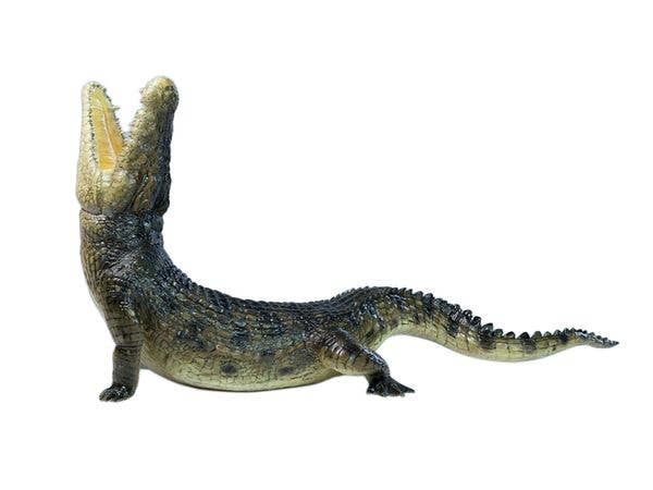 JXKスタジオ ウェイストランド・ジャイアントクロコダイル