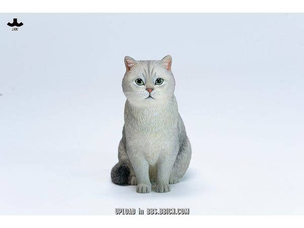 ブリティッシュショートヘア A