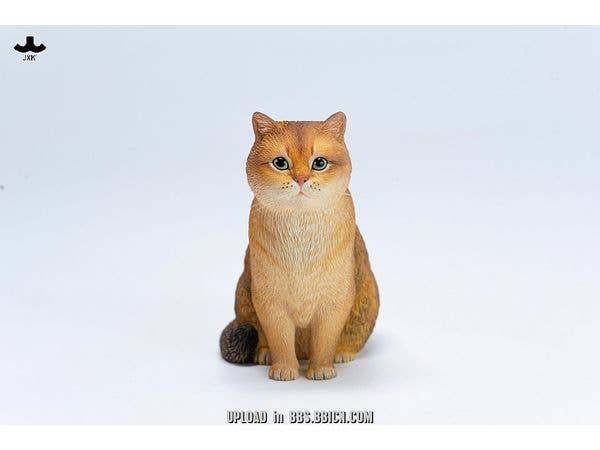 ブリティッシュショートヘア B