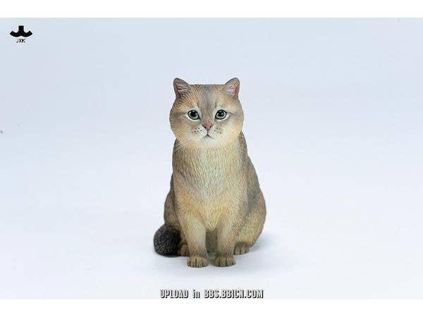 ブリティッシュショートヘア C