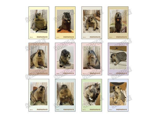 マーモットカフェ マーモット村: ミニフォトカードコレクション 1Box 6pcs