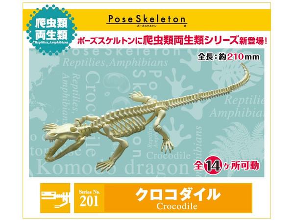 ポーズスケルトン 爬虫類 両生類 No.201 クロコダイル