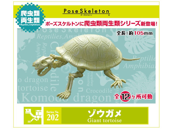 ポーズスケルトン 爬虫類 両生類 No.202 ゾウガメ