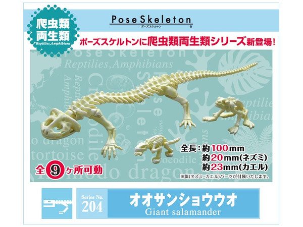 ポーズスケルトン 爬虫類 両生類 No.204 オオサンショウウオ