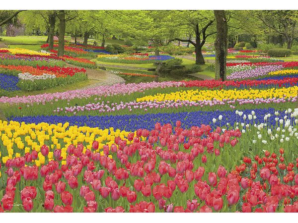 ジグソーパズル: 花咲く昭和記念公園 (東京) 108P (26 x 38cm)
